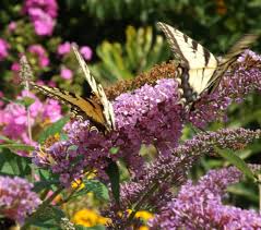 While butterfly bush provides nectar for butterflies, it offers no value for butterfly or moth larvae. How To Prune A Butterfly Bush Mike S Backyard Nursery