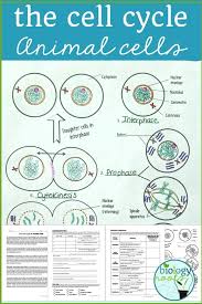 Mitosis of an animal cell coloring answers. The Cell Cycle Mitosis In Animal Cells 2 Versions For Differentiation Students Read The Tex Life Science Lessons Life Science Middle School Biology Lessons