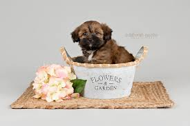 Leonberger breeder genetic diversity vancouver b.c. Puppies Willowbrook Kennel 519 664 0645
