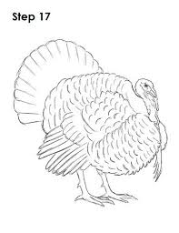 Draw A Turkey 17 Turkey Drawing Drawings Easy Drawings
