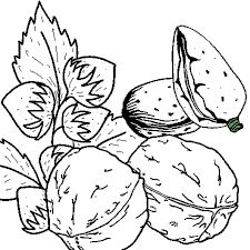Les Fruits Secs Du Dessin Sont Des Amandes Des Noisettes Et Des Noix Colorie Les Noix Avec Deux Tons D Ocre Jaune Les Amand Dessin Fruits Fruits Secs Fruits