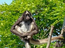 قرد العنكبوت البني spider monkey brown spider monkey