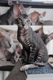 Baby Black And Ginger Cat Quitelunatic Boaz Jozuah Peterbald Black Silver Tabby Devon Rex Cats Tabby Cat Rex Cat
