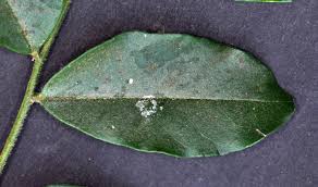 Image result for Erythrococca zambesiaca