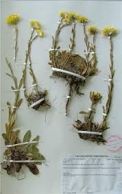 Image result for Helichrysum aureum