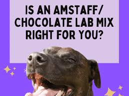 Maybe you would like to learn more about one of these? Are American Staffordshire Terrier Lab Mixes Good Pets Pethelpful