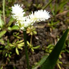 Image result for Aponogeton junceus