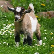 Chevre Naine Autres Animaux Anipassion