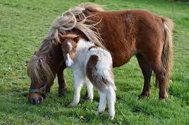 Shetlandpony Shetlandpony Mit Babyfohlen Shetlandpony Glamour Fohlen Jarod Fohlen Pony Kleine Pferde Weiden Natur Grune Krauter Mama Pony Und Ihr Baby Pikist