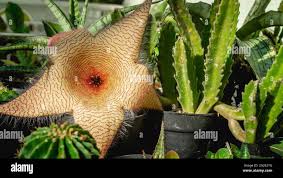 Image result for Disperis kilimanjarica