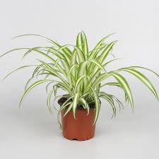 Image result for Chlorophytum