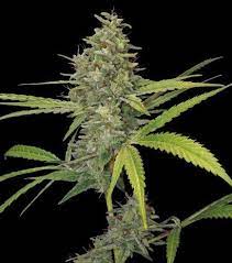 G13 haze marijuana strain induces strong cerebral euphoria. G13 Haze Barney S Farm Zativo