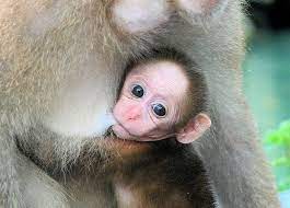 Baby Monkey Nursing Cute Baby Monkey Baby Monkey Monkeys Funny