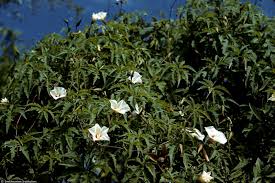 Image result for Merremia verecunda