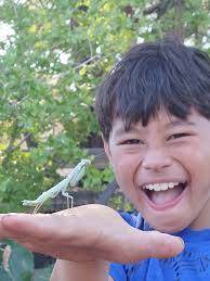 A nest of baby lizards (I think)