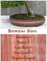 However, i've outlined all of the basic bonsai tree care and growing techniques you need to try with a bonsai of your own. Bonsai Garden Bonsai Tree Care Small Trees Big Impact