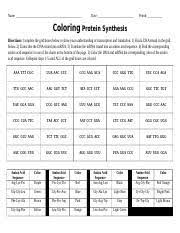 As you've learned in previous tutorials, the central dogma of molecular genetics is dna makes rna. Coloring Protein Synthesis Docx Name Date Period Coloring Protein Synthesis Directions Complete The Grid Boxes Below To Show Your Understanding Of Course Hero