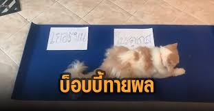 ทำนายผล ai สปอร์ติ้ง ชนะน้อยกว่า 3 ลูก. Vsbrou3zex57am