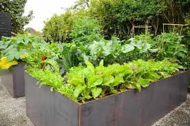 Do metal garden beds get too hot. Queen Anne Steel Raised Bed Garden Seattle Urban Farm Company