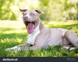 Goofy dog Images, Stock Photos & Vectors | Shutterstock