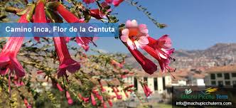 Image result for Cantua