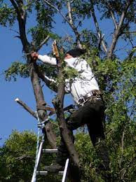 When A Capalaba Storm Blows Through And You Find A Large Tree Has Fallen And Blocked Your Driveway Give Us A Call 07366 Tree Lopping Tree Removal North Lake