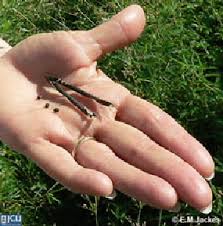 Image result for Vigna reticulata