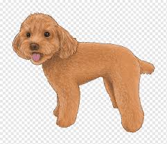 A healthy, lean, standard cockapoo can weigh up to 19lbs if achieving 18inches in height. Goldendoodle Cockapoo Schnoodle Cavapoo Miniature Poodle Puppy Animals Carnivoran Dog Like Mammal Png Pngwing