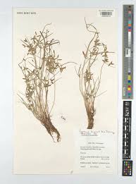 Image result for Pycreus pauper