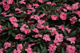 We did not find results for: Sunpatiens Compact Pink New Guinea Impatiens Calloway S Nursery