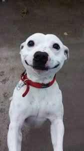 People Who Say Dogs Don T Smile Or Look At Me Funny When I Mention My Dog Smiling Sadly Haven T Had The Honor Of Being Cute Animals Smiling Dogs Happy Dogs