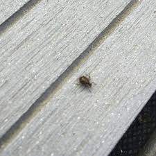 Habe jetzt meinen backyard soweit, dass man abends unter einem. Was Sind Das Fur Kafer Im Garten Insekten Zecke