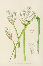 Image result for Ceropegia meyeri