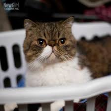 Furguson Michael Jordan Bishop New Girl Wiki Fandom