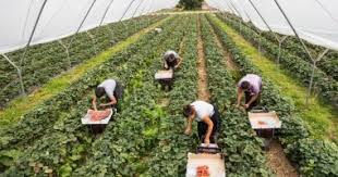 Ministerul agriculturii si dezvoltarii rurale a anuntat, ieri, ca agentia pentru plati si interventii in agricultura (apia) a inceput sa efectueze plata ministerul agriculturii vrea sa acorde o subventie de 2.000 de euro celor care cultiva ardei, castraveti, rosii, varza alba si vinete in sere si. Ministerul Agriculturii Stiri Online Despre Ministerul Agriculturii In Ziarul Cuget Liber De Constanta