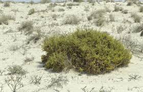 Image result for Halopyrum mucronatum