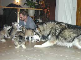 Anneka visits lorna of artic rainbow malamutes to visit her super cute litter of 4 week old baby giant alaskan malamutes. Der Malamute Im Rudel Alaskan Malamute Kennel Issues Of Yukon