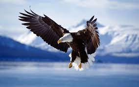 10 soorten wat is het verschil nationaal symbool 1782 de tweede grootste roofvogel zegel voedsel vis,kleine vogels en. Amerikaanse Zeearend Hd Wallpaper Achtergrond 1920x1200