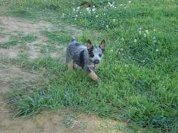 Why buy a puppy for sale if you can adopt and save a life? Australian Cattle Dog Puppies In Texas