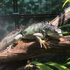 39 Lizards - Supplies - Ideas In 2021 Lizard Reptiles Savannah Monitor