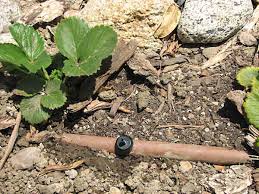 Get free shipping on qualified pressure regulator drip irrigation or buy online pick up in store today in the outdoors department. Drip System Basic Parts Valves Backflow Preventers Filters Tubing Emitters And More