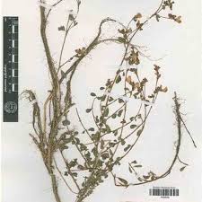 Image result for Smithia erubescens