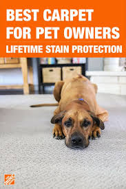 You Can Enjoy Your Pets And Be Stress Free With Lifeproof Carpet With Petproof Technology With The Any Pet Any Stain Warranty And Best Carpet Pet Proof Pets