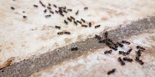 1,791 shermans jobs available on indeed.com. Texoma Rodent Control Services Sherman Pest Control