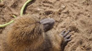 Image result for Urochloa brevispicata