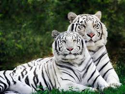 CASA DE ARNÁIZ: Día Internacional del tigre (Julio 29) - Fotos de ...
