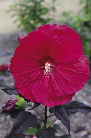 Image result for Hibiscus physaloides
