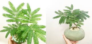 風水から見たエバーフレッシュの適切な置き場所は 観葉植物の基礎知識 Apego