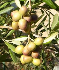Arbosana I 43 Fruit Still A Little Green For Ideal Oil At This Stage Is Will Be Very Peppery Or Spicy The Trees To Plant How To Grow Taller Specimen Trees