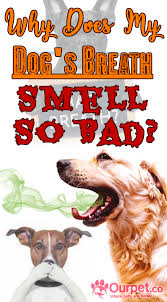 Why Does My Dog S Breath Smell So Bad Badbreath Dog Pet Dogshealth Pethealth In 2020 Dog Breath Dog Treatment Breathe